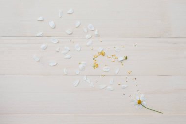 Beyaz İspanyolca çiçek yeşil dallar ve üfleme Beyaz yaprakları ile iğne 