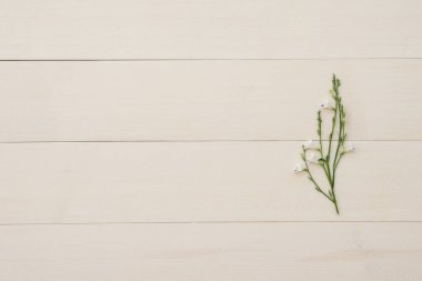 Asystasia gangetica hafif kahverengi ahşap üzerine beyaz çiçekler 