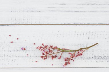 Pembe star meyve çiçekleri beyaz ağaç üzerinde şube ile 