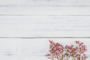 Pembe star meyve çiçekleri beyaz ağaç üzerinde şube ile 