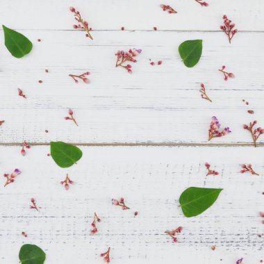 Pembe star meyve çiçek ve yeşil yaprakları