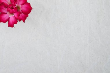 Kırmızı çöl çiçek üst görünümden yükseldi.