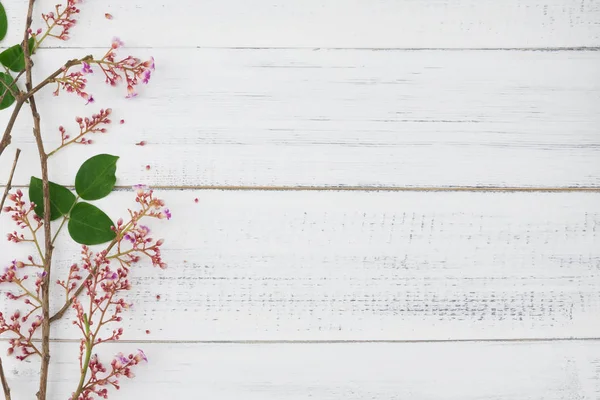 Şubeler ve yeşil yaprakları ile Star meyve çiçekleri pembe 