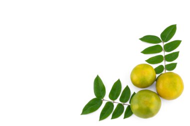 Mandarin portakal ve yeşil yaprakları 
