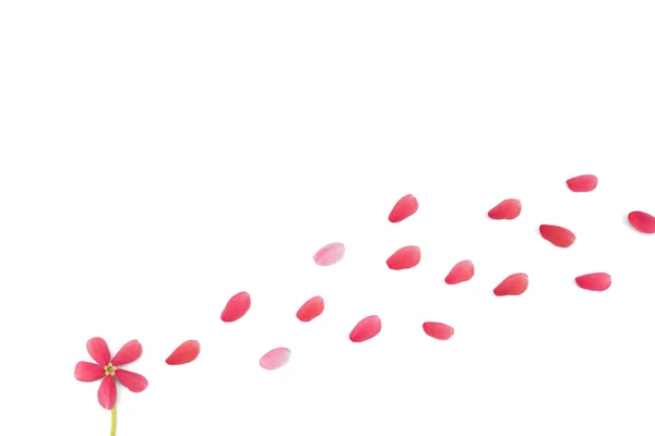 Blühende rote Blume und bläst rote und rosa Blütenblätter — Stockfoto