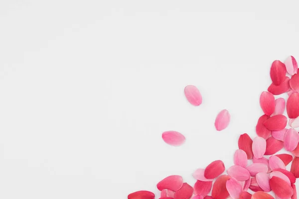 Beyaz zemin üzerine kırmızı ve pembe yaprakları 