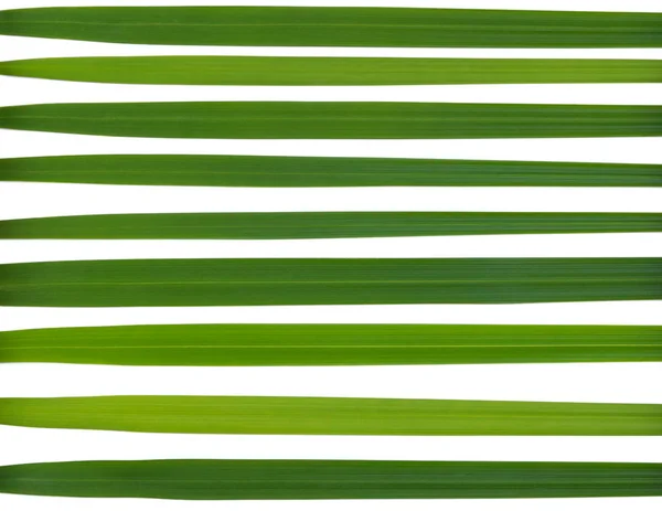Green stripe made from leaves isolated on white background — Stock Photo, Image
