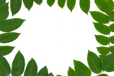 Yeşil yaprakları arka plan kopya alanı Merkezi ile