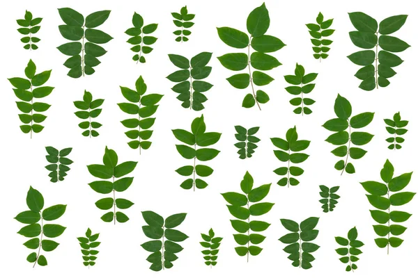 흰 배경에 분리되어 있는 녹색 잎들 — 스톡 사진