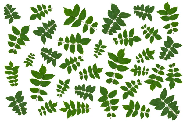 흰 배경에 분리되어 있는 녹색 잎들 — 스톡 사진