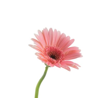 Beyaz arka plan üzerinde izole pembe Gebera çiçek 