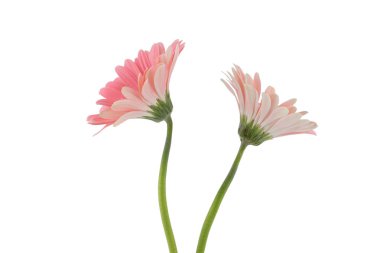 Beyaz arka plan üzerinde izole iki pembe Gebera çiçekler