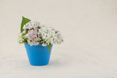 Şeker william çiçekler gök mavisi tencerede beyaz