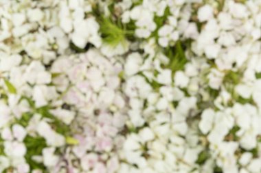 Bulanık beyaz çiçek arka plan