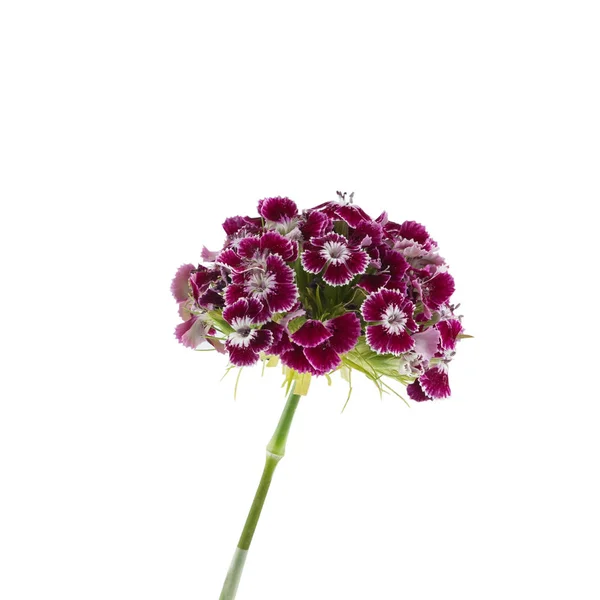 어두운 빨간색 달콤한 윌리엄 꽃 흰색 배경에 고립 — 스톡 사진