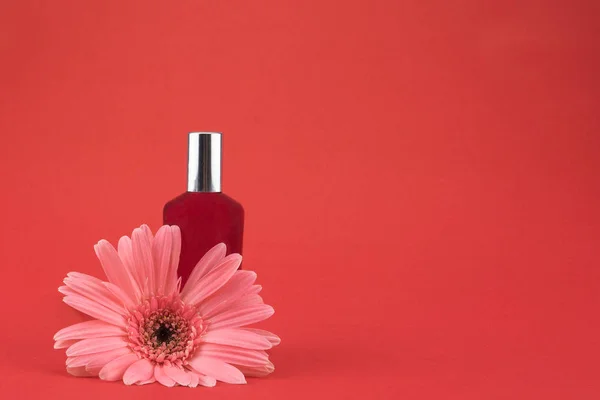 Rosa gebera Blume und rote Parfümflasche auf rotem Hintergrund — Stockfoto