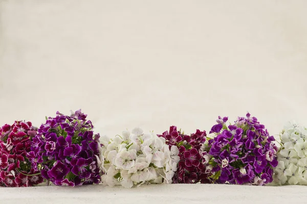 Buquê de flores william doce com espaço de cópia — Fotografia de Stock