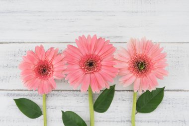 Üç pembe Gebera dalları ile çiçek ve yaprakları