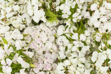 Beyaz şeker william çiçek arka plan