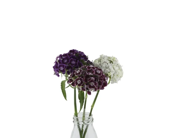 Doce flores william em vaso isolado no fundo branco — Fotografia de Stock