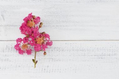 Krep myrtle çiçekler dalda beyaz tahta arka plan ile