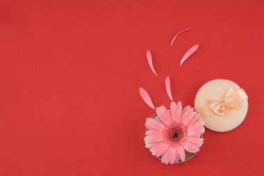 Pembe Gebera çiçek ve pembe yaprakları ve toz puf 