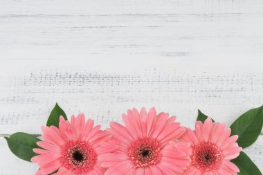 Beyaz tahta üzerinde yapraklar ile üç pembe Gebera çiçek 