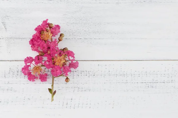 Krep myrtle çiçekler dalda beyaz tahta arka plan ile