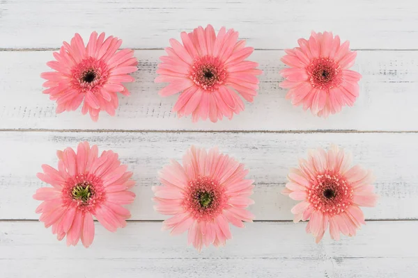 Pembe Gebera çiçek desen Beyaz ahşap zemin üzerinde 