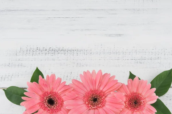 Beyaz tahta üzerinde yapraklar ile üç pembe Gebera çiçek 