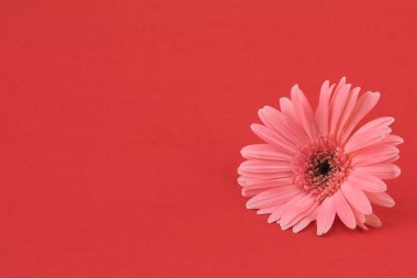 Pembe Gebera çiçek kırmızı zemin üzerine