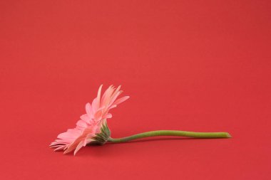 Pembe Gebera çiçek kırmızı zemin üzerine 