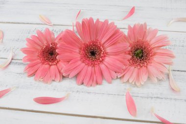 Üç pembe Gebera çiçek ve yaprakları