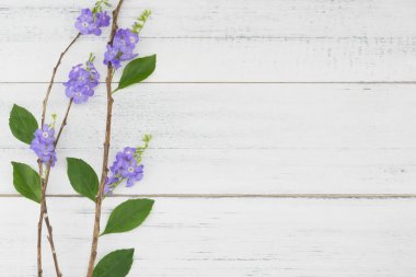 Şubeler ve yeşil yaprakları ile mor çiçekler