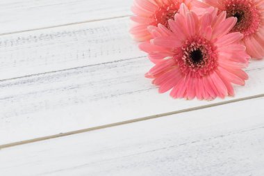 Beyaz tahta arka plan ile kopya alanı üzerinde pembe Gebera çiçekler