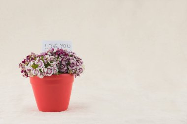 Şeker william çiçekler buket sevgi ile kırmızı tencerede kart 