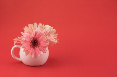 Gebera çiçek pastel pembe vazo içinde pembe