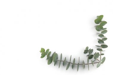 Kopya alanı ile beyaz arka plan üzerinde bebek okaliptüs yaprakları