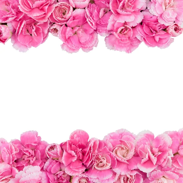 Kopya alanı ile beyaz arka plan üzerinde izole pembe karanfil çiçek