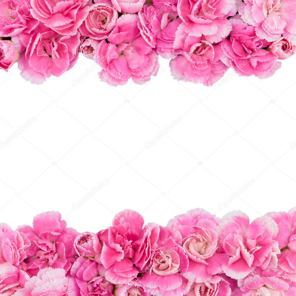 Pink carnation flowers isolated on white background with copy space