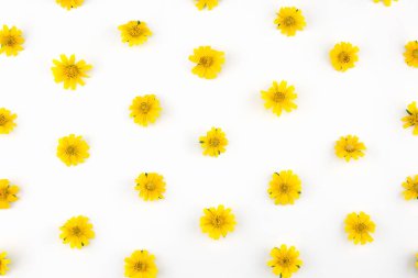 Beyaz zemin üzerine sarı Wedelia çiçek deseni