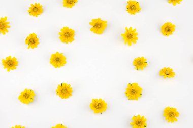 Kopya alanı beyaz zemin üzerine sarı Wedelia çiçek deseni