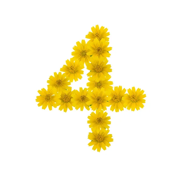 Νούμερο Από Κίτρινα Λουλούδια Wedelia Που Απομονώνονται Λευκό Φόντο — Φωτογραφία Αρχείου