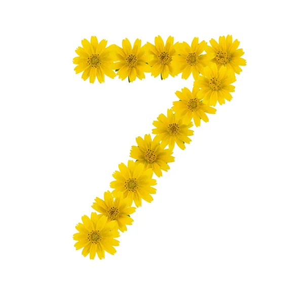 Numer Żółtym Wedelia Kwiaty Białym Tle — Zdjęcie stockowe