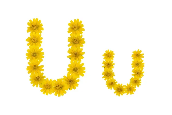 Buchstabe Alphabet Aus Gelben Wedelia Blumen Isoliert Auf Weißem Hintergrund — Stockfoto