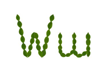 Harf W, beyaz arka plan üzerinde izole yeşil yaprakları yapılmış alfabesi