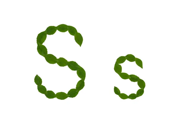 Harfi Beyaz Arka Plan Üzerinde Izole Yeşil Yaprakları Yapılmış Alfabesi — Stok fotoğraf