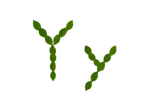 Γράμμα Αλφάβητο Από Πράσινα Φύλλα Που Απομονώνονται Λευκό Φόντο — Φωτογραφία Αρχείου