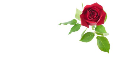 Yeşil yaprakları, Rose, seçici odak ile kırmızı gül izole kopya alanı beyaz zemin üzerine