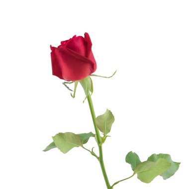 Beyaz arka plan üzerinde izole şubesi ile kırmızı gül